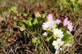 Life blossoming with white primrose flowers, outdoor grass copy space