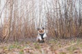 Life of a boisterous Australian Shepherd puppy. A blue merle pup runs around the field improving his fitness, agility and gaining