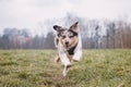 Life of a boisterous Australian Shepherd puppy. A blue merle pup runs around the field improving his fitness, agility and gaining