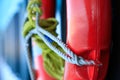 Life buoy in red color with grey rope cable on sea ship boat on blurred blue background, lifebuoy safety rescue system tool object Royalty Free Stock Photo