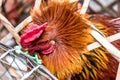 Chicken is in a bamboo cage. it will be killed and made into food Royalty Free Stock Photo