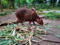 The life of capybara at the zoo. Capybara is eating