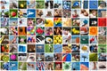 Life collage Royalty Free Stock Photo