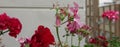 Beautiful red and marbled flowers. A bee near the geraniums.