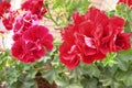 Beautiful red geraniums flowers with a bee flying near of them.