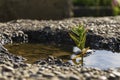 Life on a concrete slab Royalty Free Stock Photo