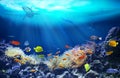 Life in a coral reef. Underwater sea world. Royalty Free Stock Photo