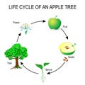 Life cycle of an apple tree