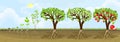 Life cycle of apple tree. Stages of growth from seed to adult plant with fruits