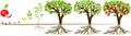 Life cycle of apple tree. Stages of growth from seed to adult plant with fruits