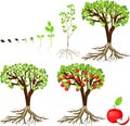 Life cycle of apple tree Royalty Free Stock Photo