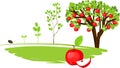 Life cycle of apple tree Royalty Free Stock Photo