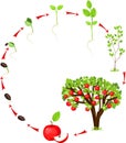 Life cycle of apple tree Royalty Free Stock Photo