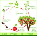 Life cycle of apple tree Royalty Free Stock Photo