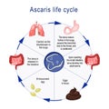 Life cycle of Ascaris Royalty Free Stock Photo