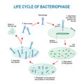 Life cycle of bacteriophage Royalty Free Stock Photo