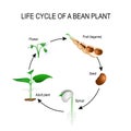 Life cycle of a bean plant Royalty Free Stock Photo