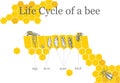 Life Cycle of a Bee Royalty Free Stock Photo