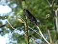 Life Cycle of the Black Swallowtail Butterfly Royalty Free Stock Photo