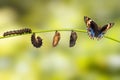 Life cycle of blue pansy butterfly Junonia orithya Linnaeus Royalty Free Stock Photo