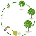 Life cycle of breadfruit tree on a white background.