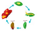 The Life cycle of a Butterfly