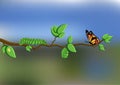 Life cycle of butterfly with eggs, caterpillar, pupa, butterfly on tree branch on natural background Royalty Free Stock Photo