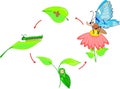 Life cycle of butterfly