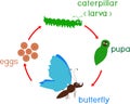 Life cycle of butterfly. Sequence of stages of development from egg to adult insect Royalty Free Stock Photo