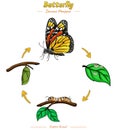 Life cycle of butterfly template Royalty Free Stock Photo
