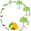 Life cycle of canistel or egg fruit plant on a white background.