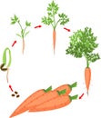 Life cycle of carrot plant. Stages of growth from seed and sprout to harvest