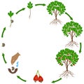 Life cycle of a cashew plant on a white background.