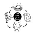 Life cycle of a chicken Royalty Free Stock Photo