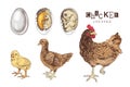 Life cycle of a Chicken Royalty Free Stock Photo