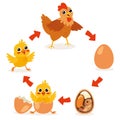 Life Cycle Of A Chicken Royalty Free Stock Photo