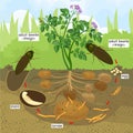 Life cycle of Click beetle wireworm.