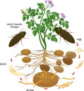 Life cycle of Click beetle wireworm.