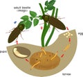 Life cycle of Click beetle wireworm.