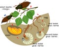 Life cycle of cockchafer. Sequence of stages of development of cockchafer Melolontha sp. from egg to adult beetle