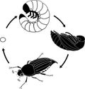 Life cycle of cockchafer. Sequence of stages of development of cockchafer Melolontha sp. from egg to adult beetle