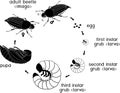 Life cycle of cockchafer. Sequence of stages of development of cockchafer Melolontha sp. from egg to adult beetle