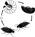 Life cycle of cockchafer. Sequence of stages of development of cockchafer Melolontha sp. from egg to adult beetle