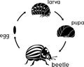 Life cycle of Colorado potato beetle or Leptinotarsa decemlineata
