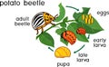 Life cycle of Colorado potato beetle or Leptinotarsa decemlineata. Stages of development from egg to adult insect