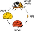 Life cycle of Colorado potato beetle or Leptinotarsa decemlineata. Stages of development from egg to adult insect