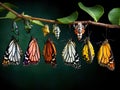 Life cycle of colour segeant butterfly hanging on twig  Made With Generative AI illustration Royalty Free Stock Photo