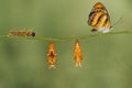 Life cycle of colour segeant butterfly hanging on twig Royalty Free Stock Photo