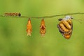 Life cycle of colour segeant butterfly hanging on twig Royalty Free Stock Photo