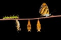 Life cycle of colour segeant butterfly on twig Royalty Free Stock Photo